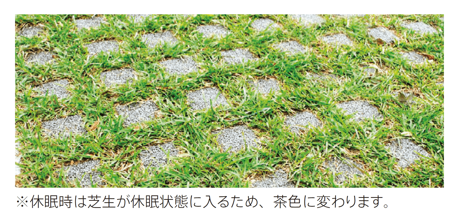太陽エコブロックスの「芝⽣（緑化舗装⽤）【東日本】」