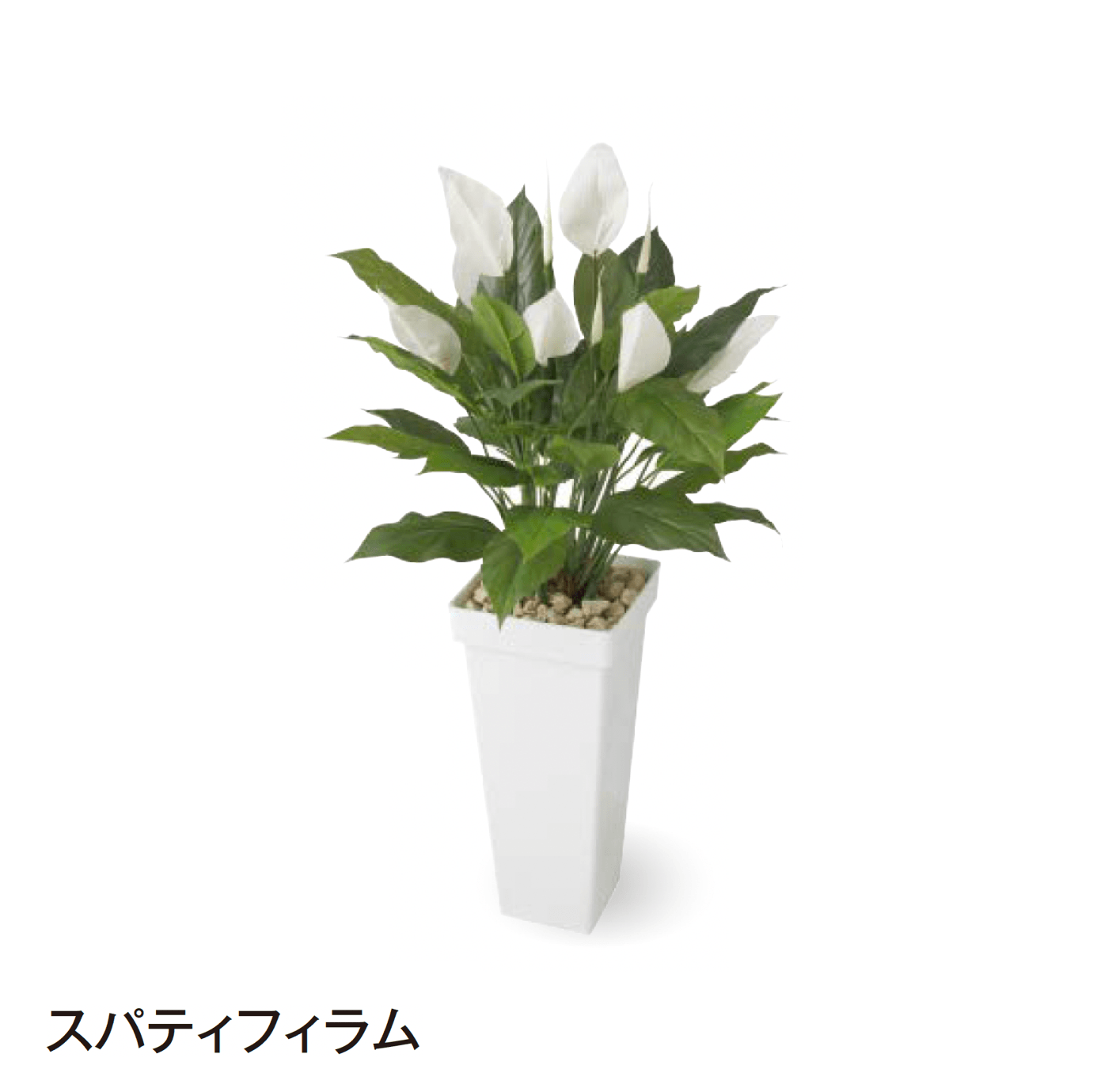 タカショーの「観葉植物」のサブ画像26