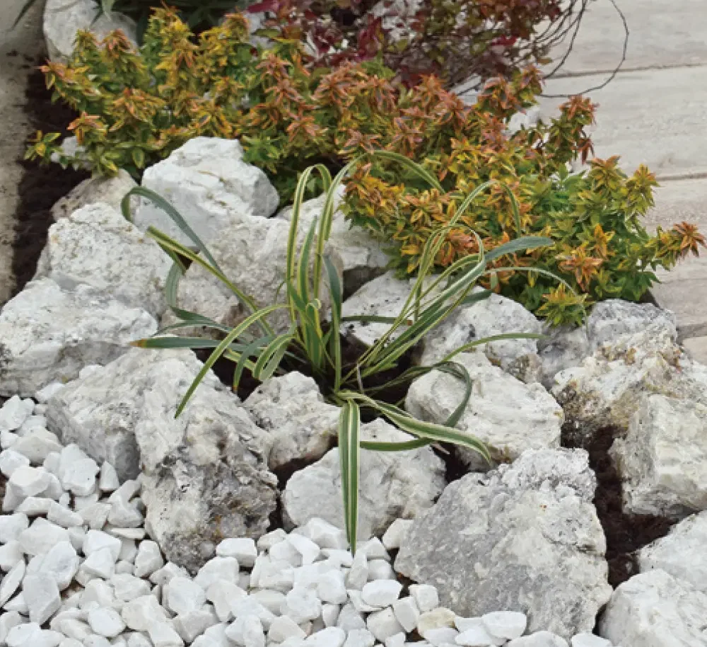 ゆとりの「バンクロック【2023年版】」