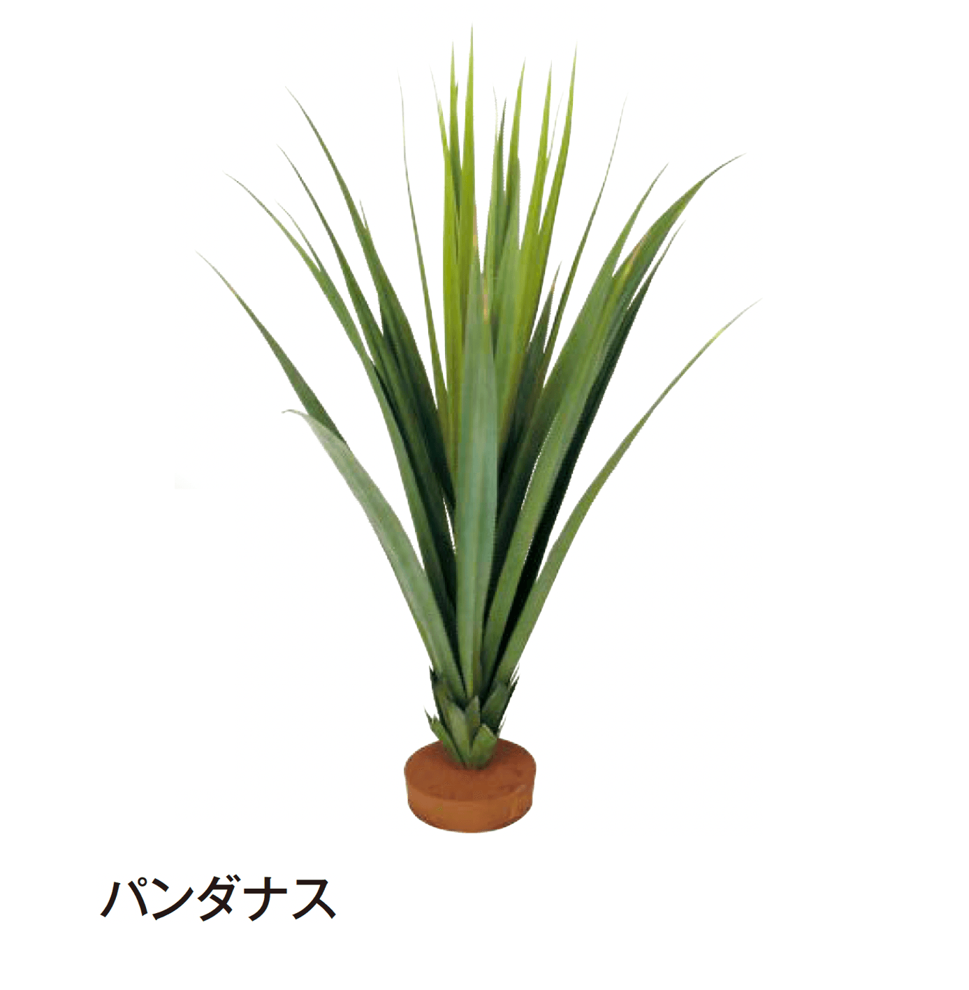 タカショーの「観葉植物」のサブ画像13