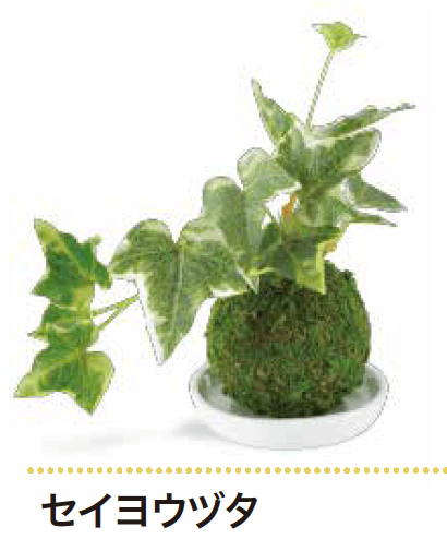 ゆとりの「消臭アーティフィシャルグリーン WA BONSAI【2023年版】」のサブ画像2