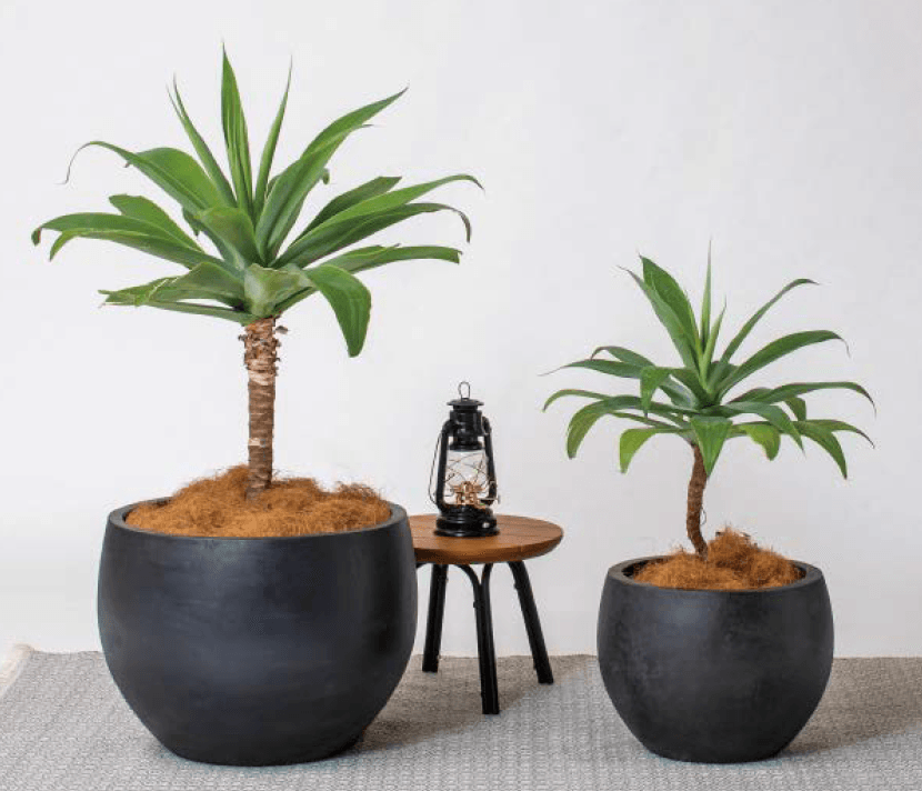 タカショーの「コカブ【2024年版】」