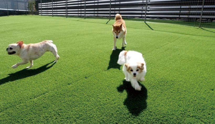 オンリーワンクラブの「プロターフ スタンダード/プレミアム【2024年版】」のサブ画像2