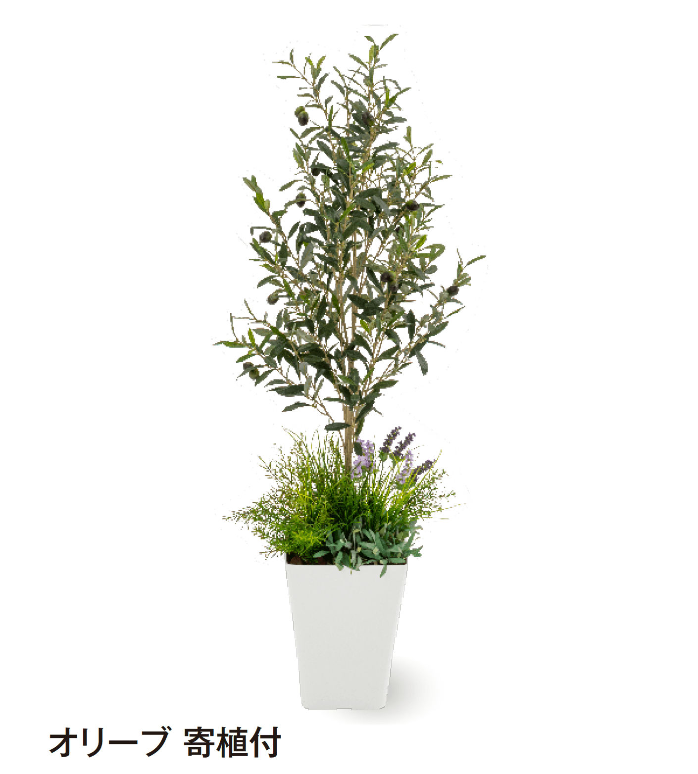 タカショーの「観葉植物」のサブ画像19