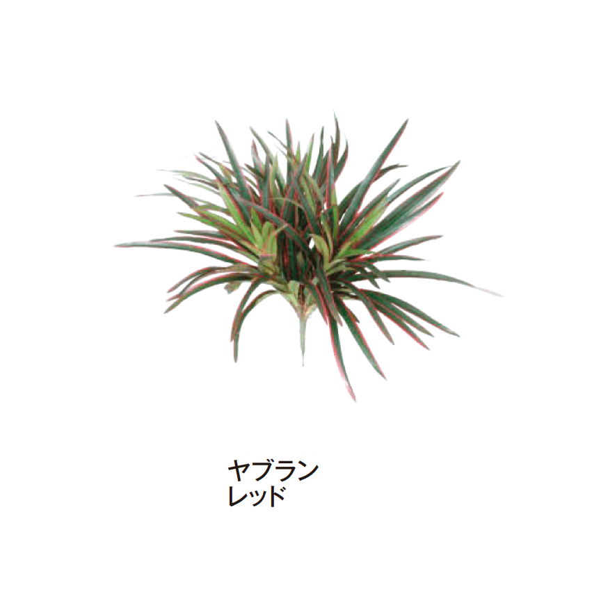 タカショーの「グランドカバー 下草」のサブ画像13