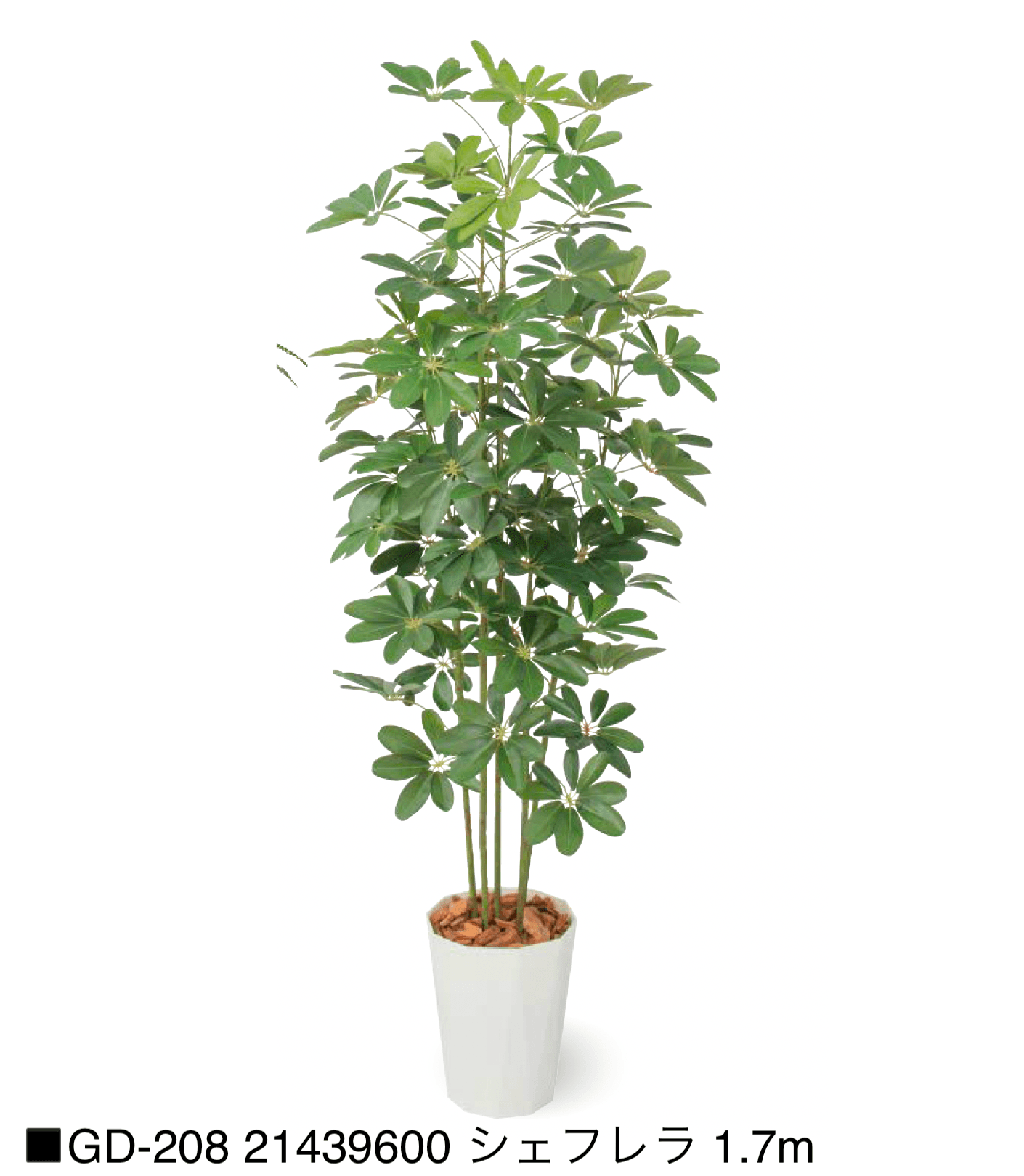 タカショーの「観葉植物【2025年版】」のサブ画像23