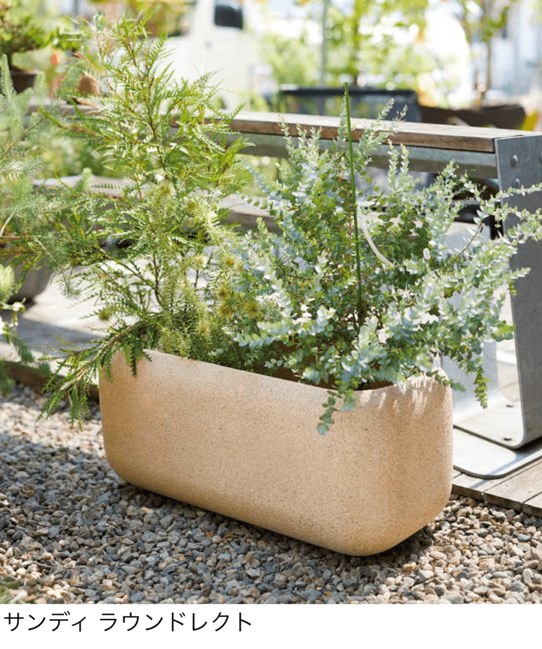 オンリーワンクラブの「サンディ」