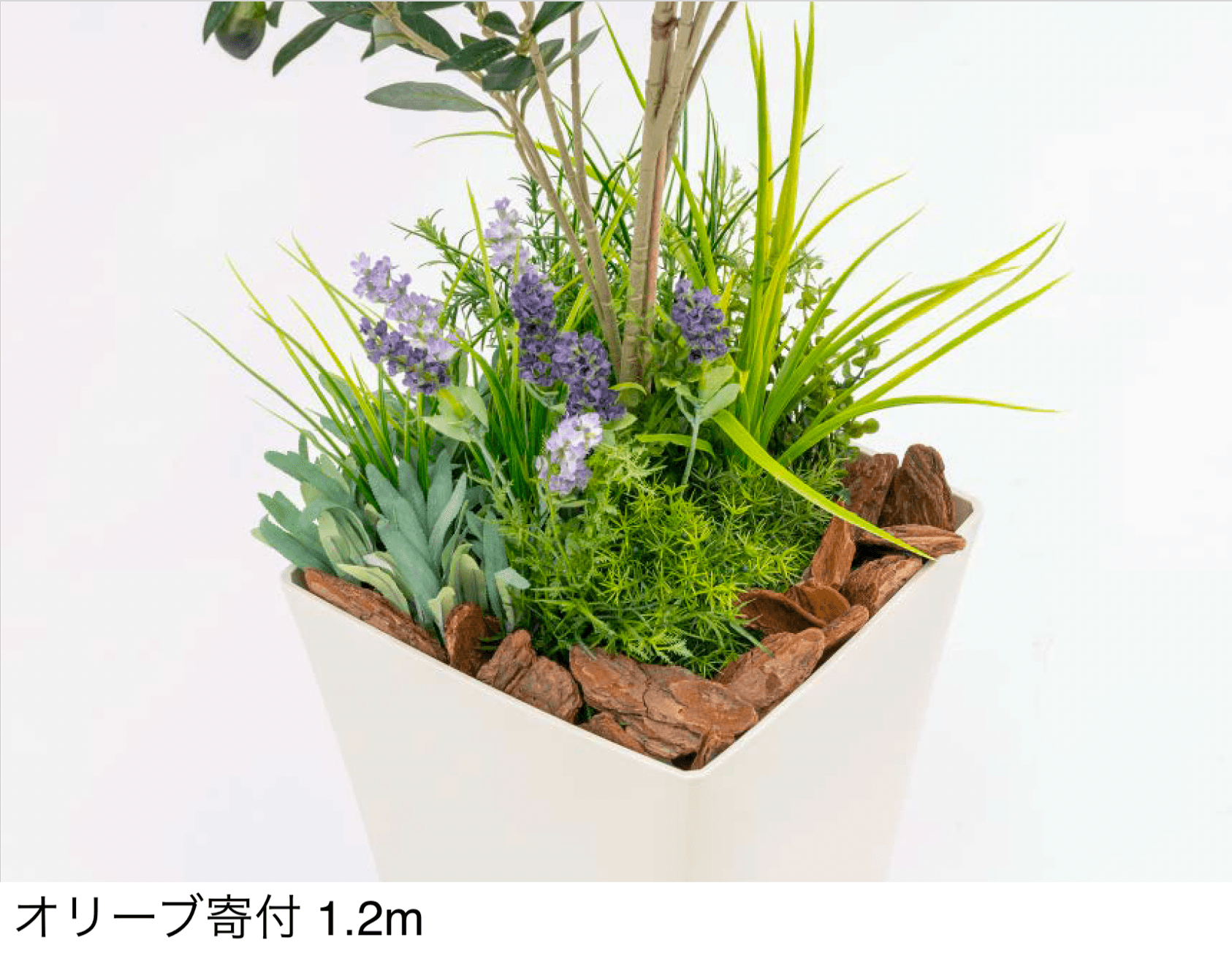 タカショーの「観葉植物【2025年版】」のサブ画像2