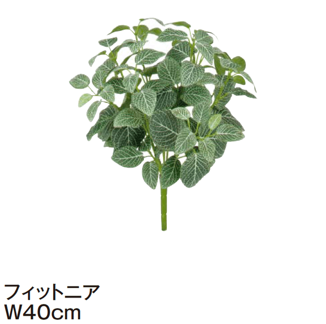 タカショーの「グランドカバー 下草【2024年版】」のサブ画像19