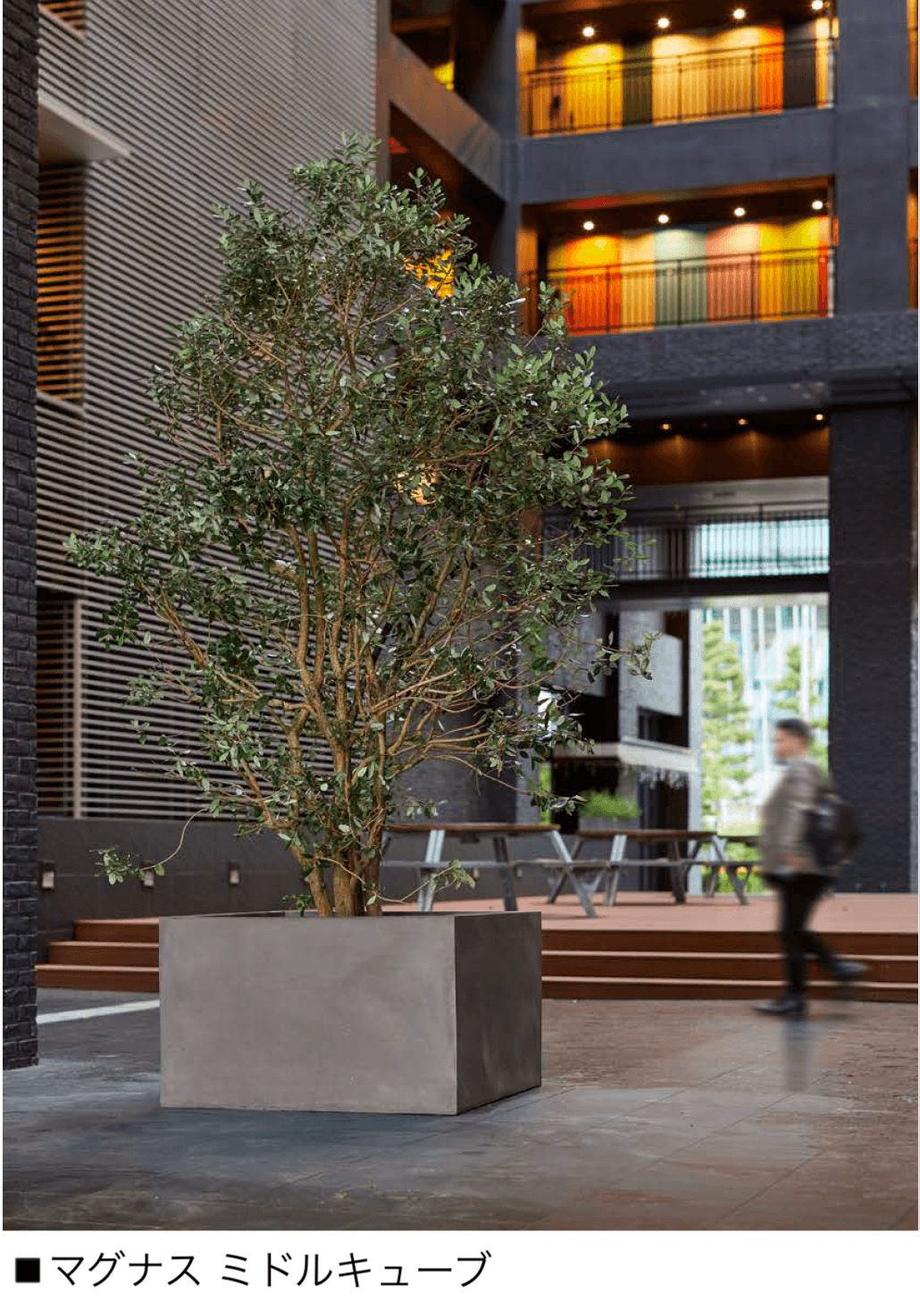 オンリーワンクラブの「マグナス」