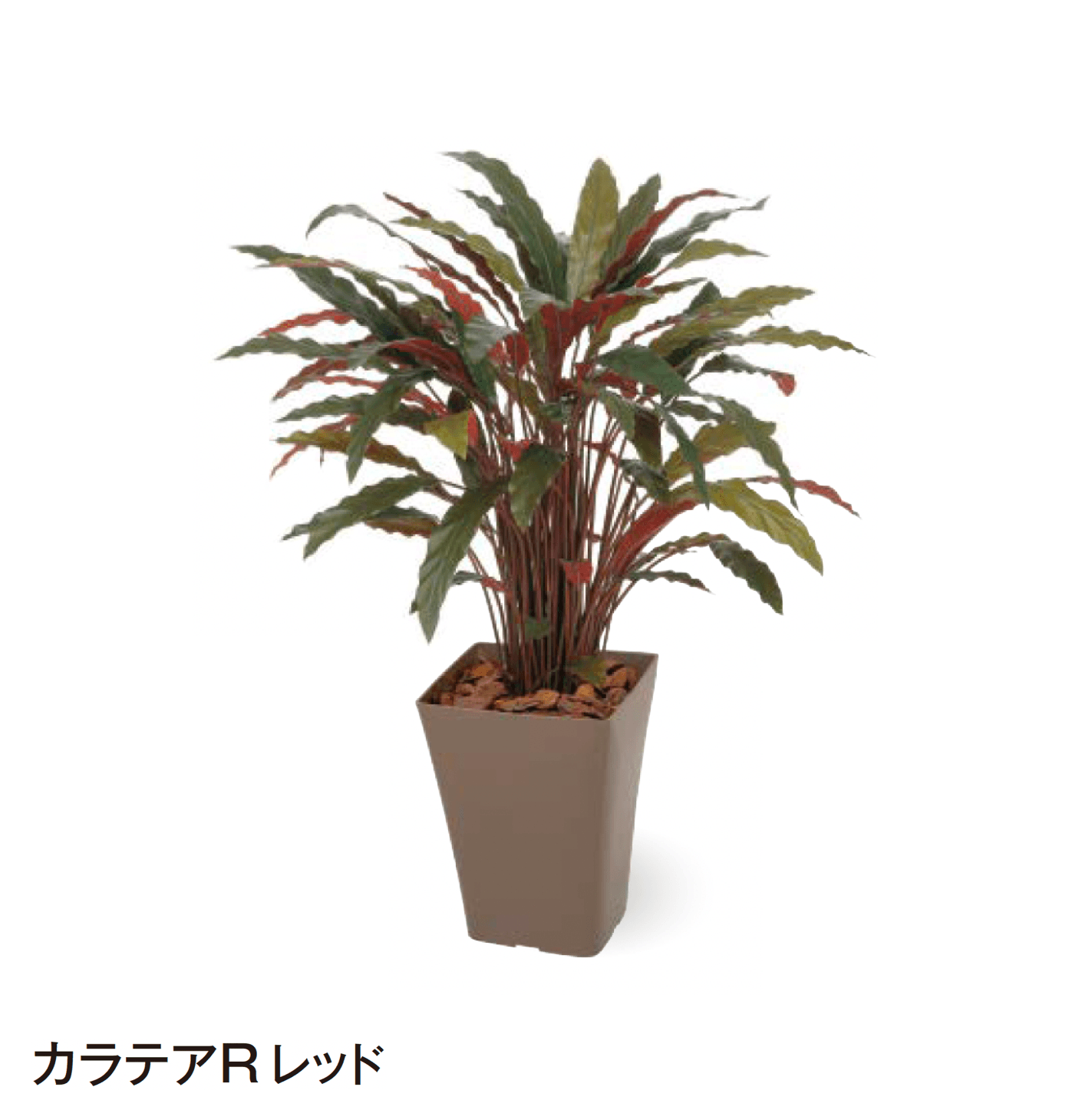 タカショーの「観葉植物」のサブ画像27
