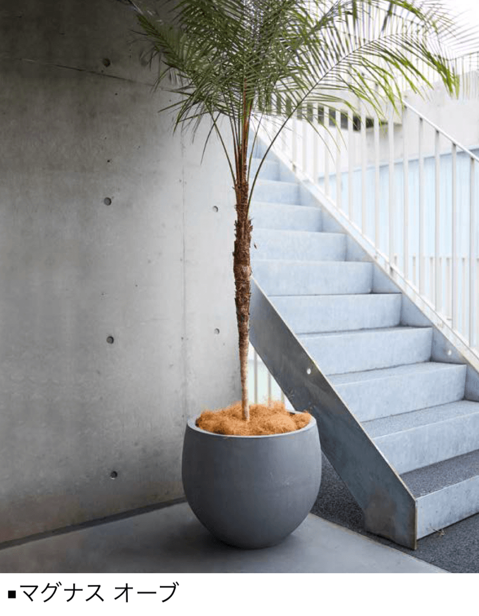 オンリーワンクラブの「マグナス」のサブ画像9