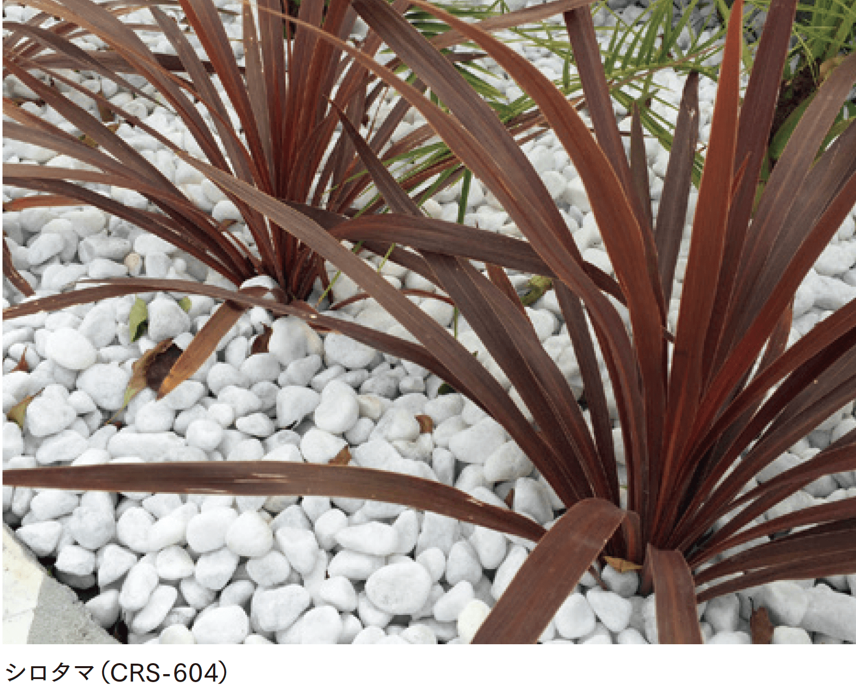 マチダコーポレーションの「クラシア」のサブ画像2