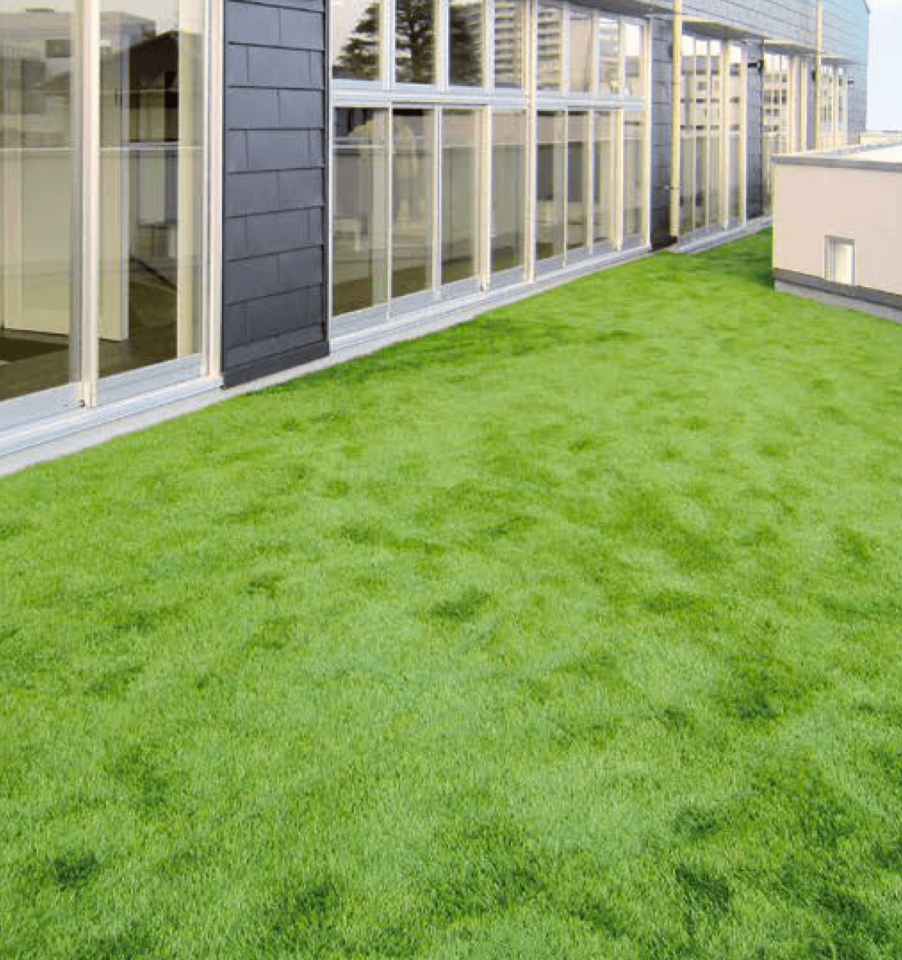 アイランドの「クローバーターフ」