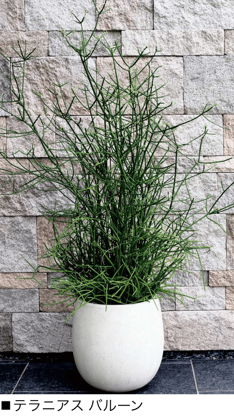 オンリーワンクラブの「テラニアス」