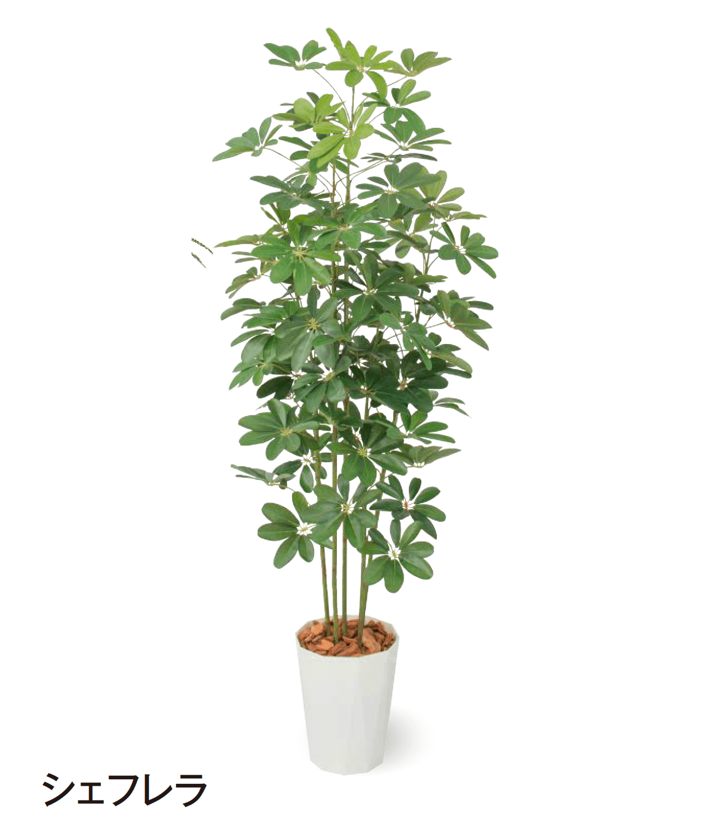 タカショーの「観葉植物」のサブ画像23