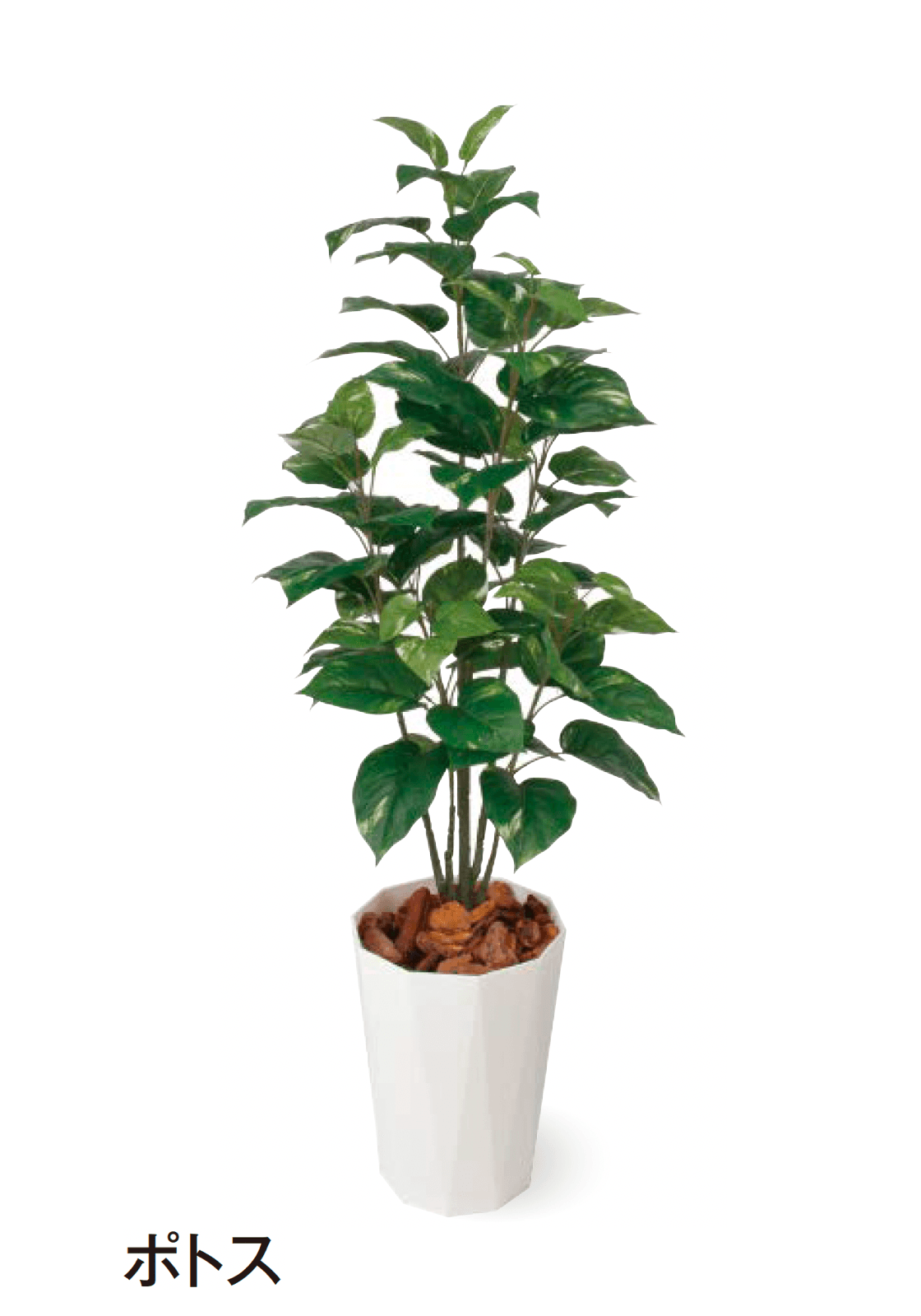 タカショーの「観葉植物」のサブ画像16