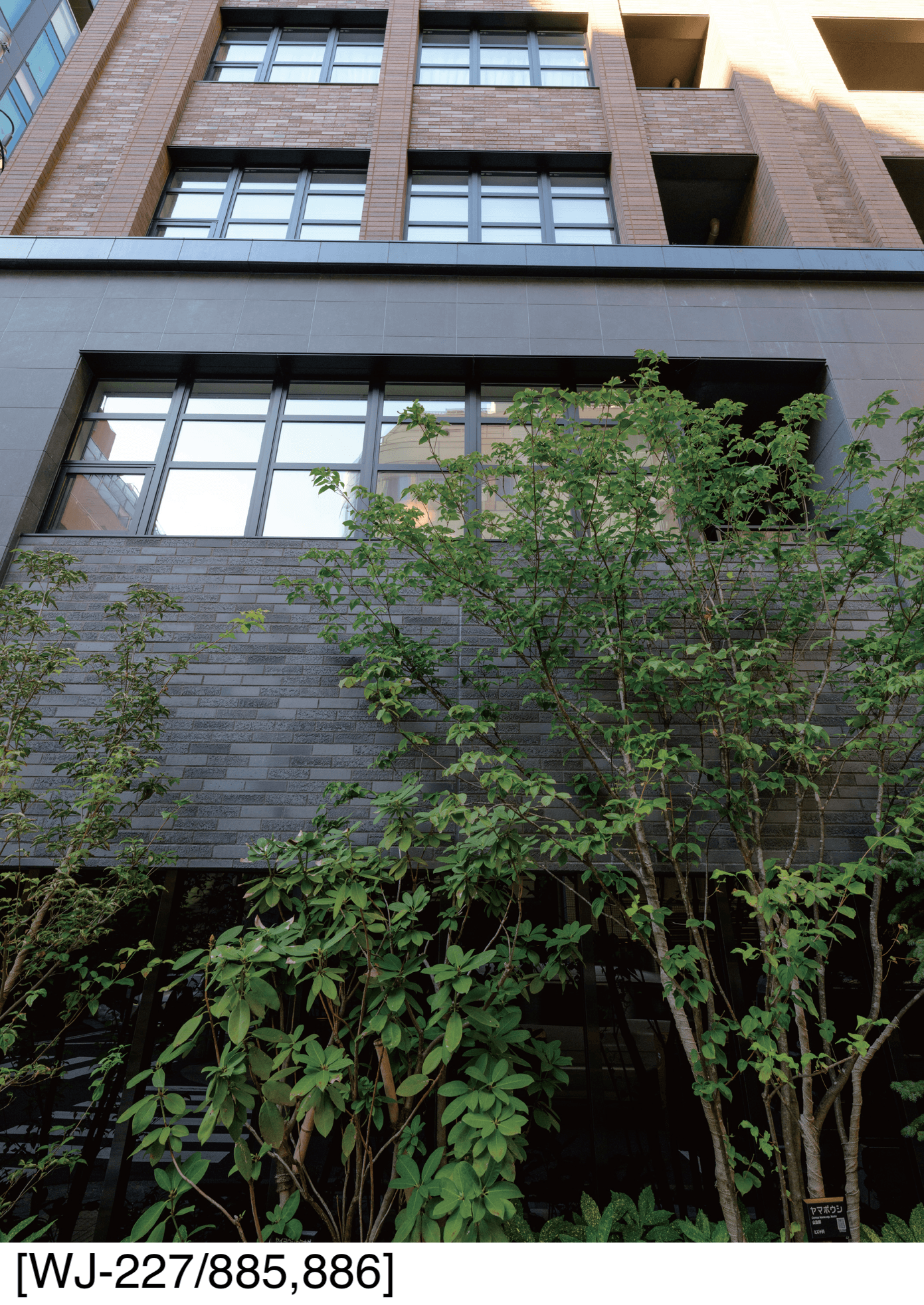 アイコットリョーワの「外灘様~わいたんよう~」