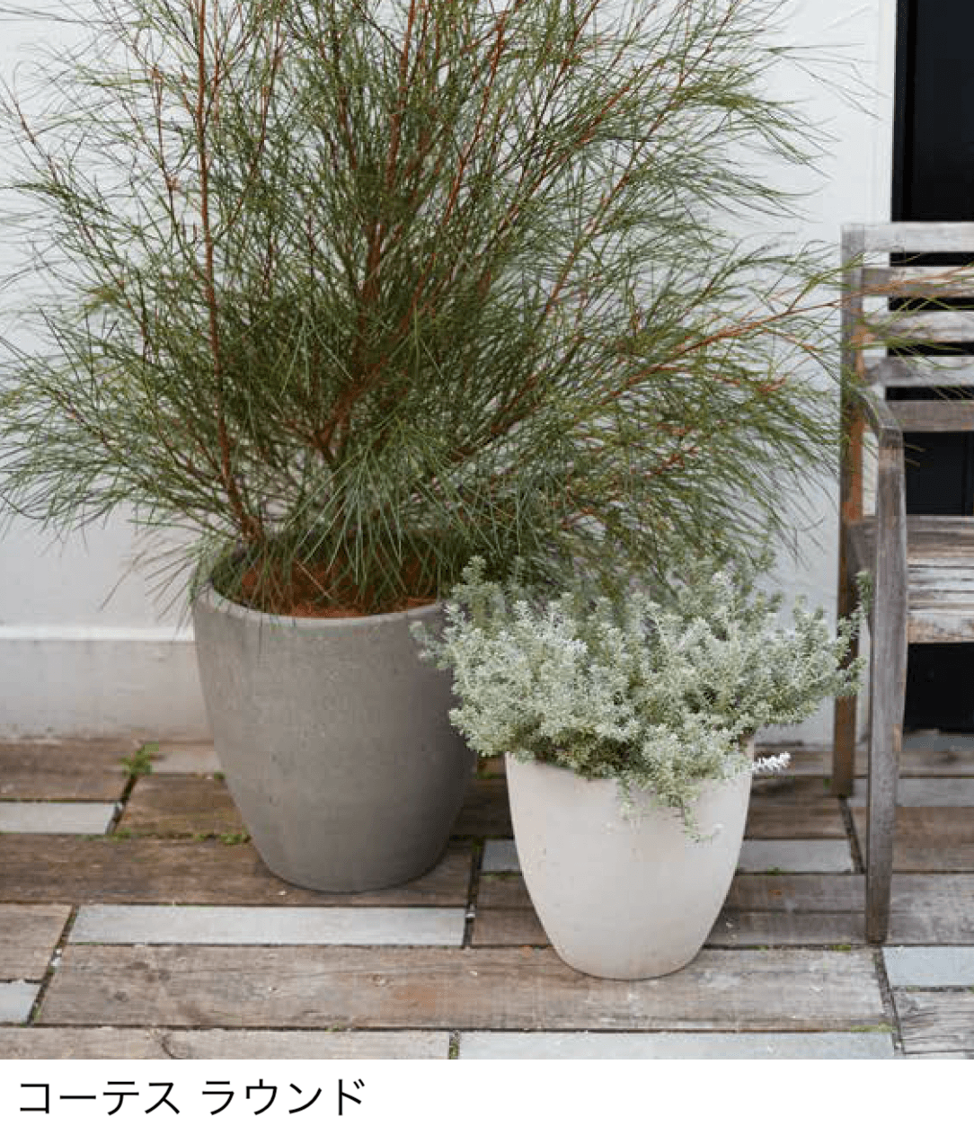 オンリーワンクラブの「コーテス」