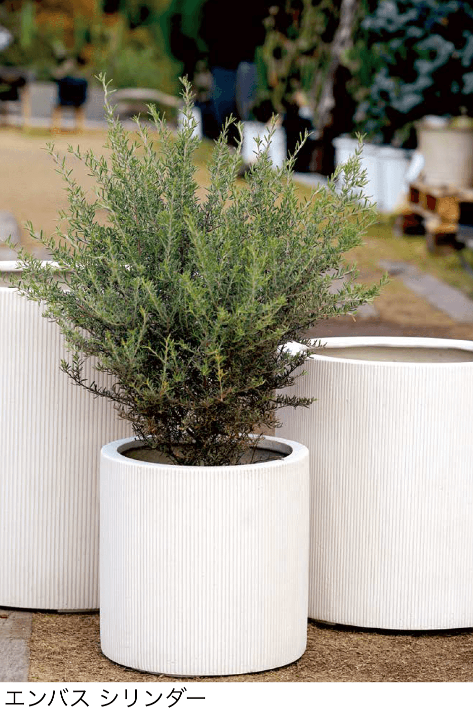 オンリーワンクラブの「エンバス」