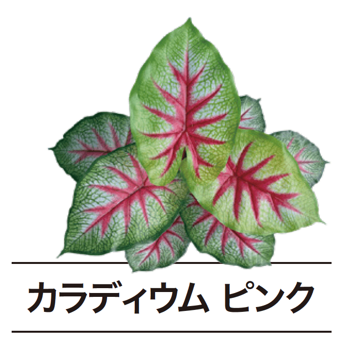 ゆとりの「ぴたっとグリーン【2024年版】」のサブ画像17