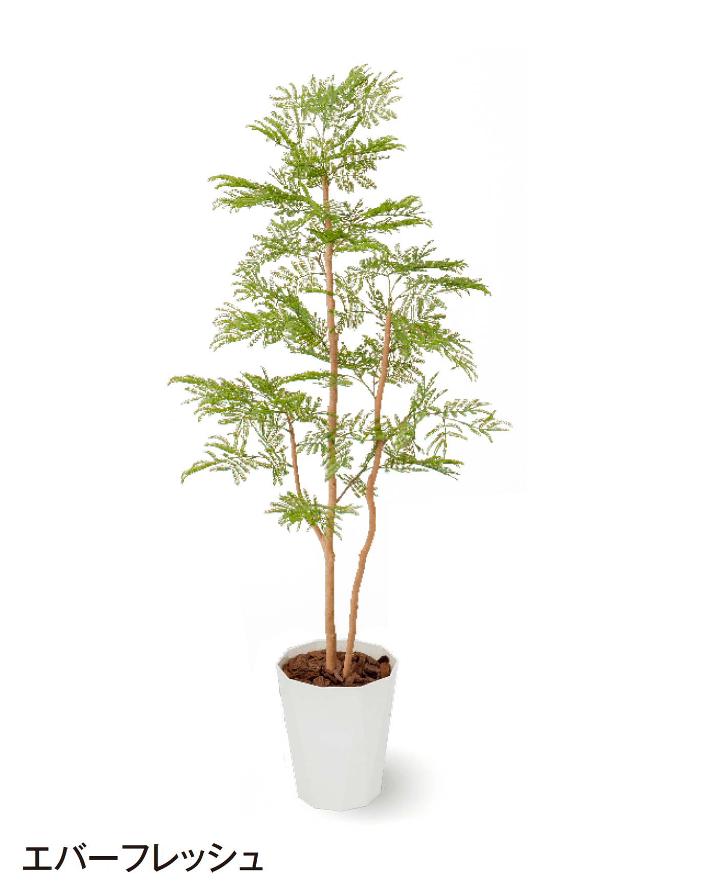 タカショーの「観葉植物」のサブ画像32