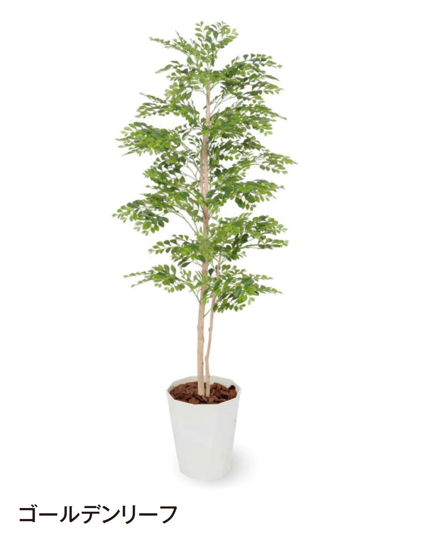 タカショーの「観葉植物」のサブ画像31