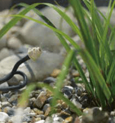 ゆとりの「ガーデン散水キット【2023年版】」