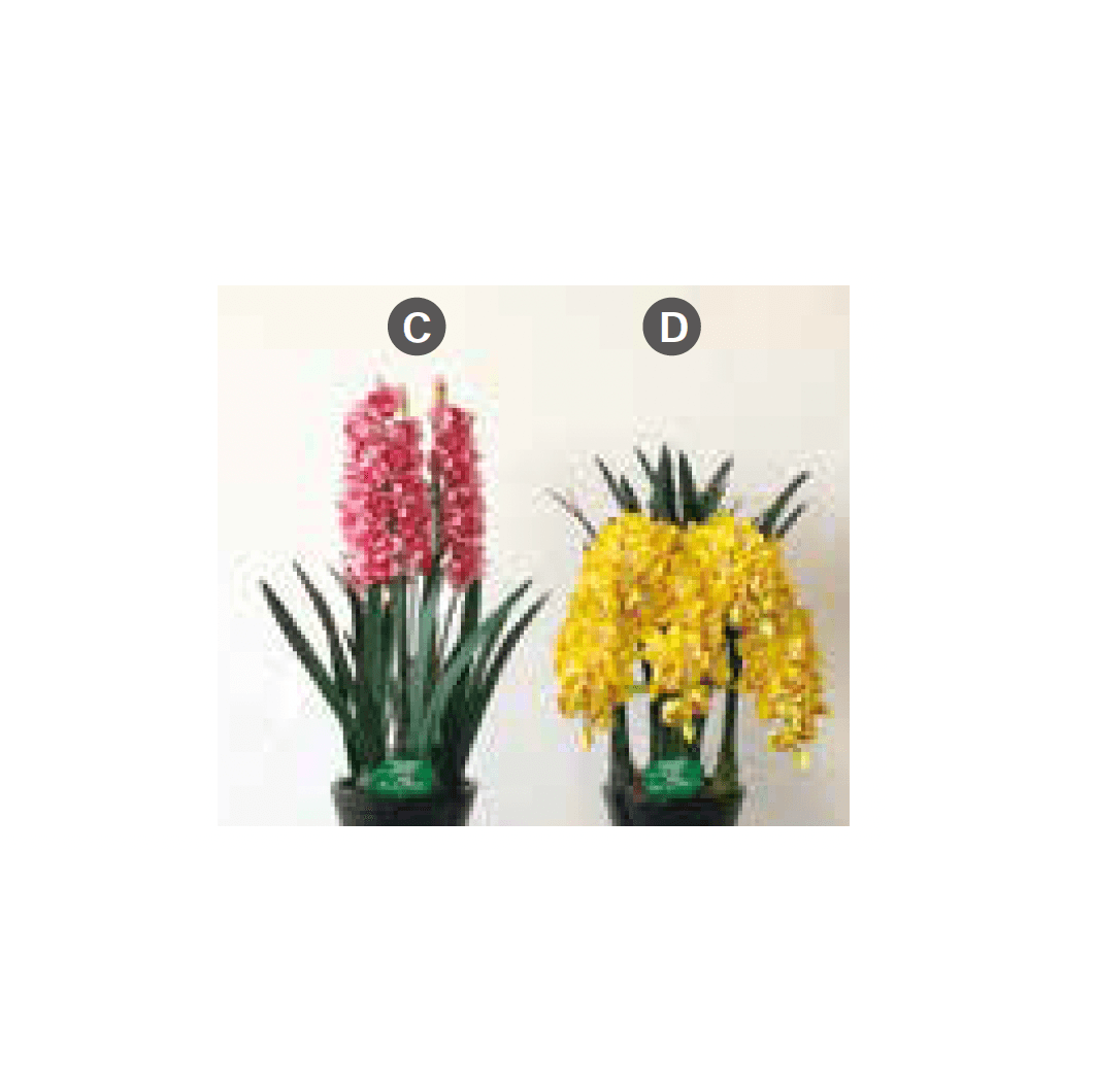 Bullsの「アートフラワー シンビジューム」