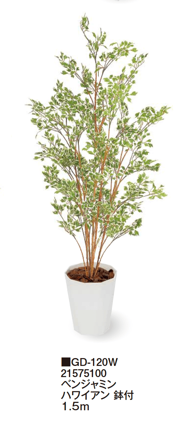 タカショーの「観葉植物【2024年版】」のサブ画像30