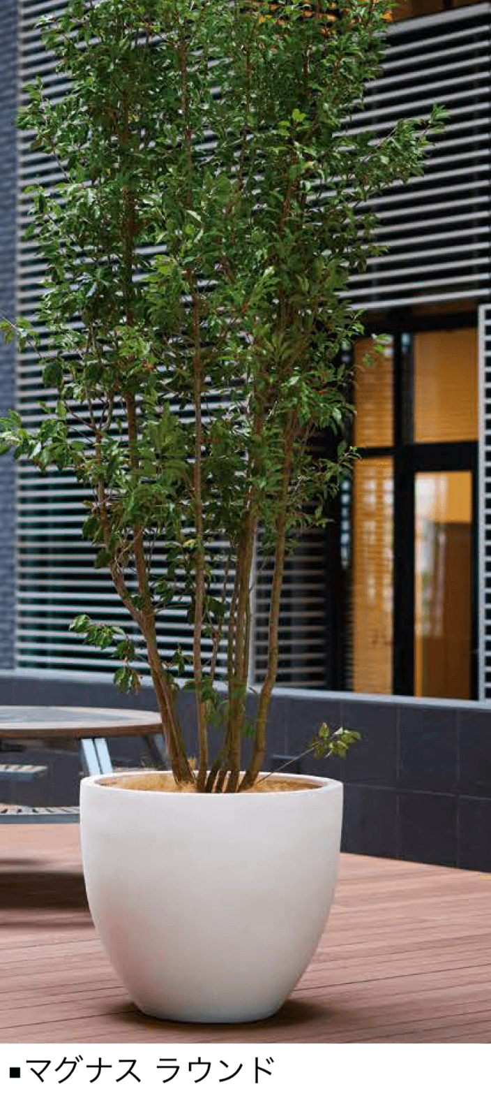 オンリーワンクラブの「マグナス」のサブ画像6