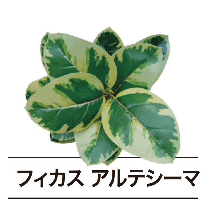 ゆとりの「ぴたっとグリーン【2024年版】」のサブ画像12