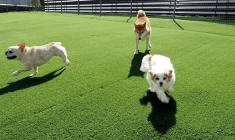 オンリーワンクラブの「プロターフ スタンダード/プレミアム【2023年版】」のサブ画像2