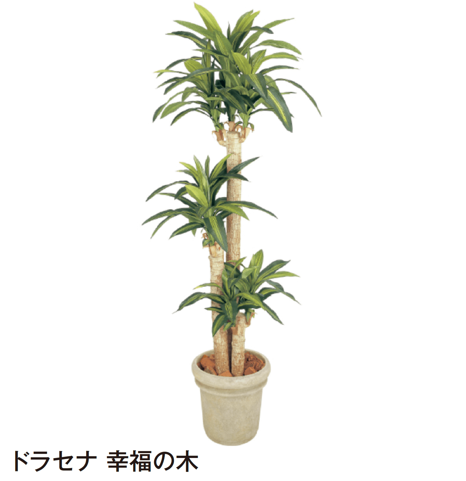 タカショーの「観葉植物」のサブ画像3