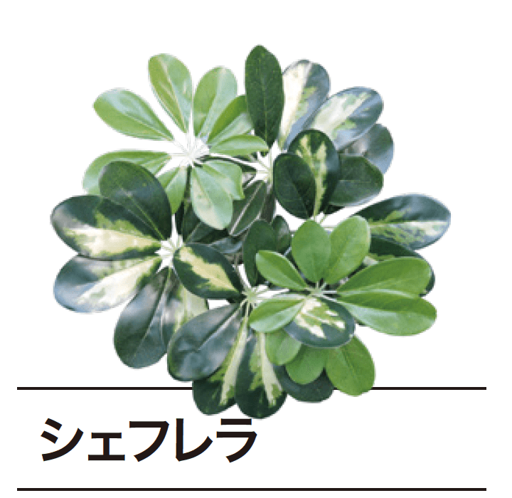 ゆとりの「ぴたっとグリーン【2024年版】」のサブ画像11