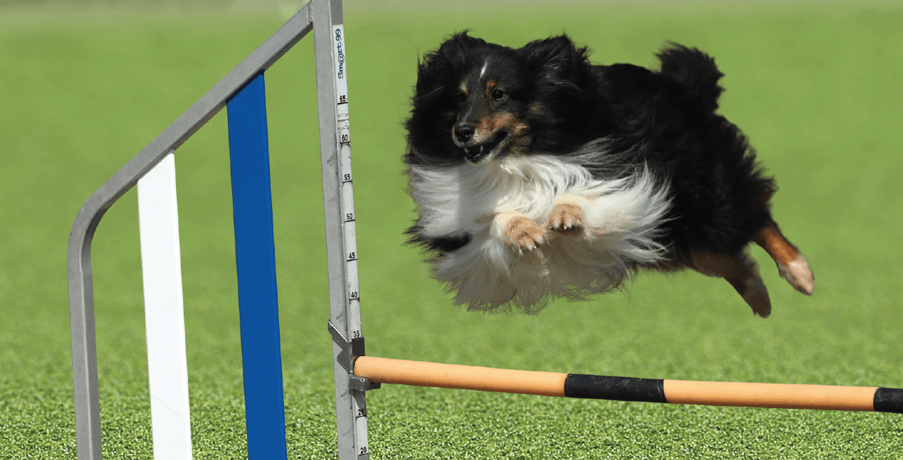 ゆとりの「ゆとりペット用人工芝【2024年版】」