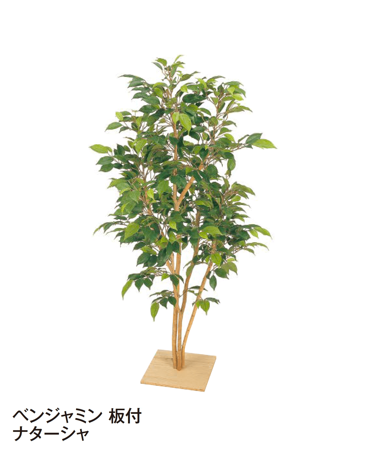 タカショーの「観葉植物」のサブ画像24