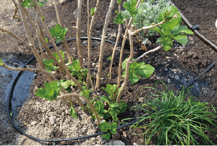 ゆとりの「ガーデン散水キット【2024年版】」のサブ画像2