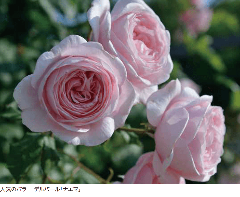 ゆとりの「腐植バチルス 土壌改良ミックス【2023年版】」のサブ画像1