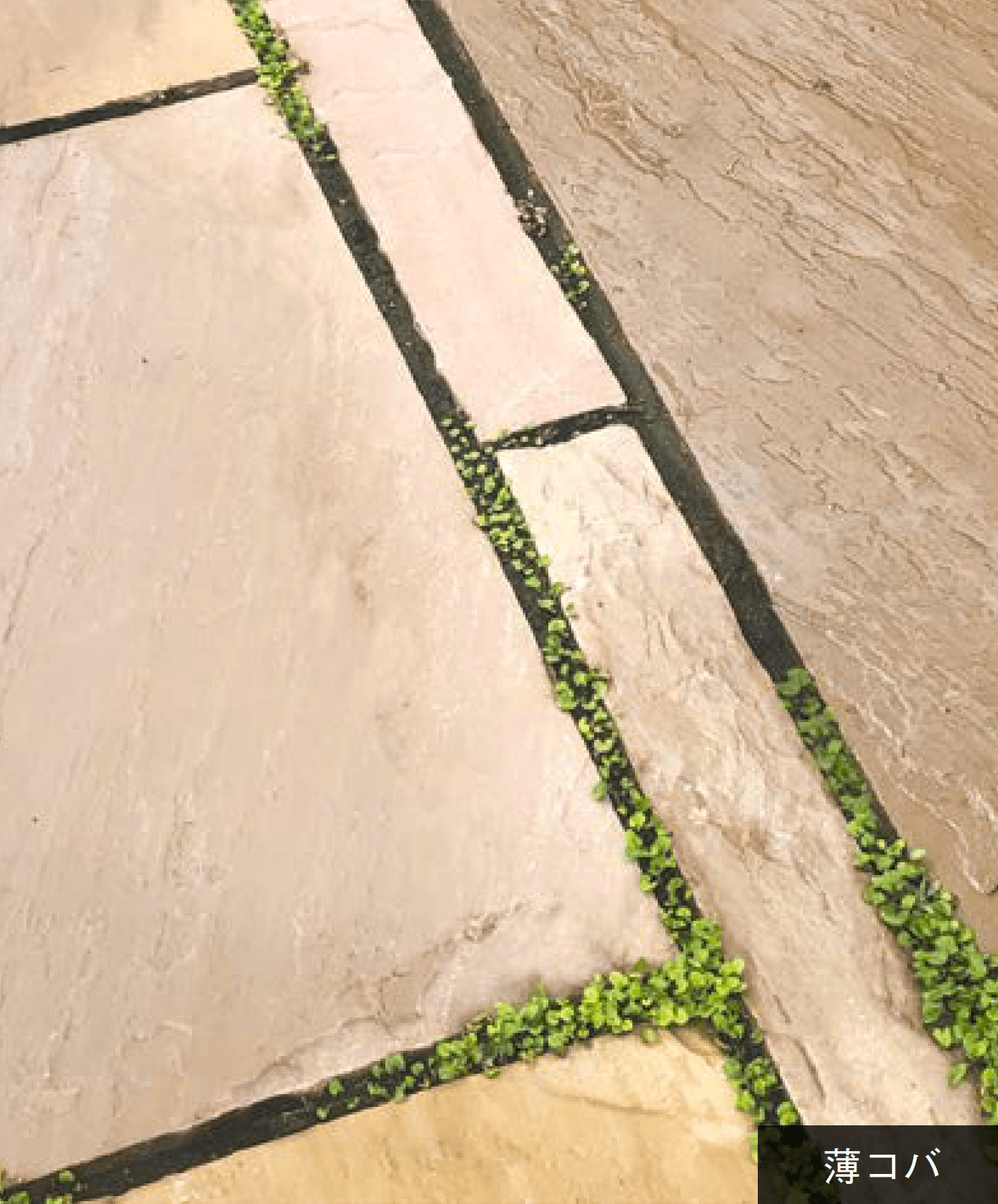 オンリーワンクラブの「ハーヴェストブラウン」のサブ画像11