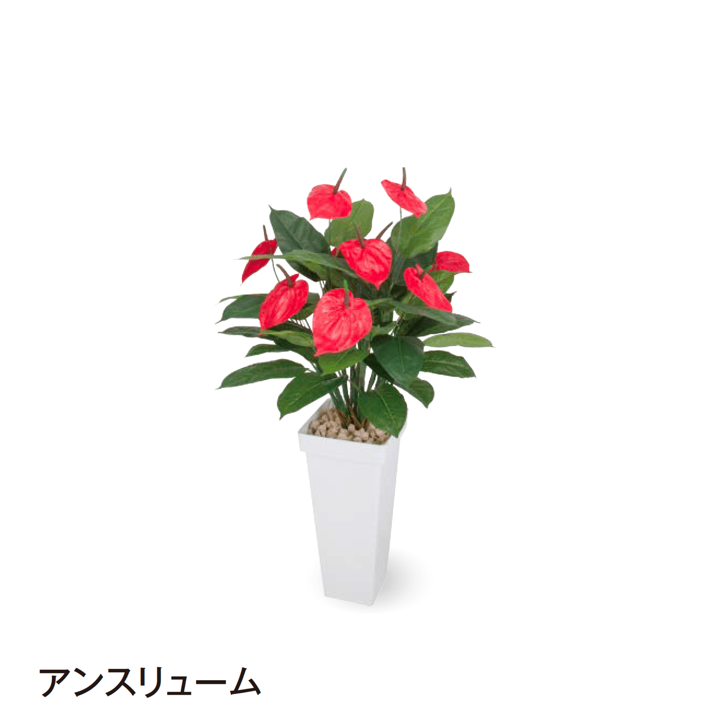 タカショーの「観葉植物」のサブ画像25