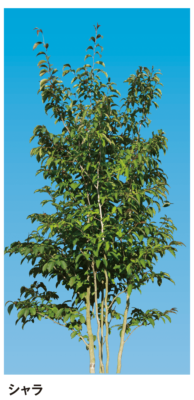 メイクランドの「シンボルツリー」のサブ画像12