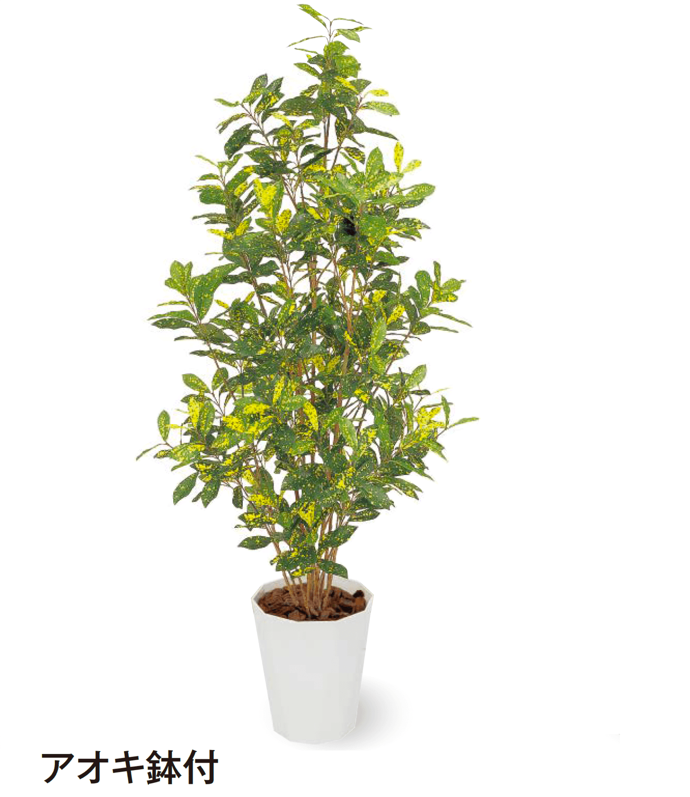 タカショーの「観葉植物」のサブ画像20