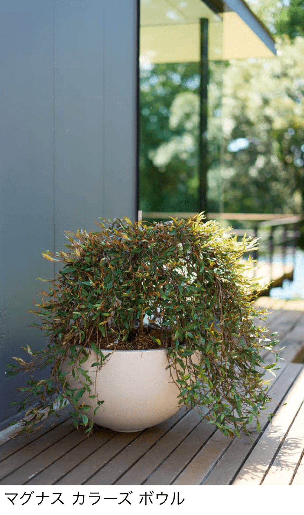 オンリーワンクラブの「マグナス」のサブ画像12