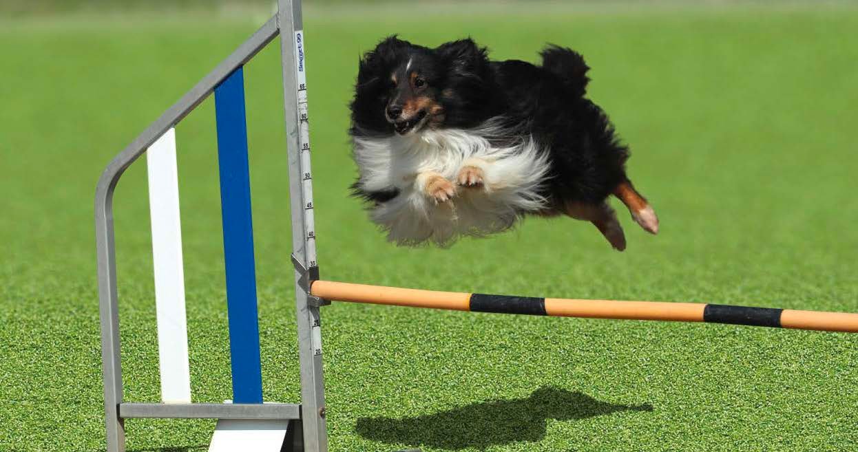 EXDECOの「メモリーターフ®︎ AG20」