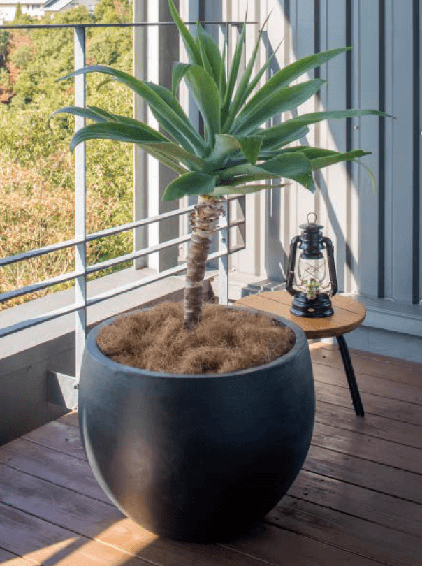 タカショーの「コカブ【2024年版】」のサブ画像1