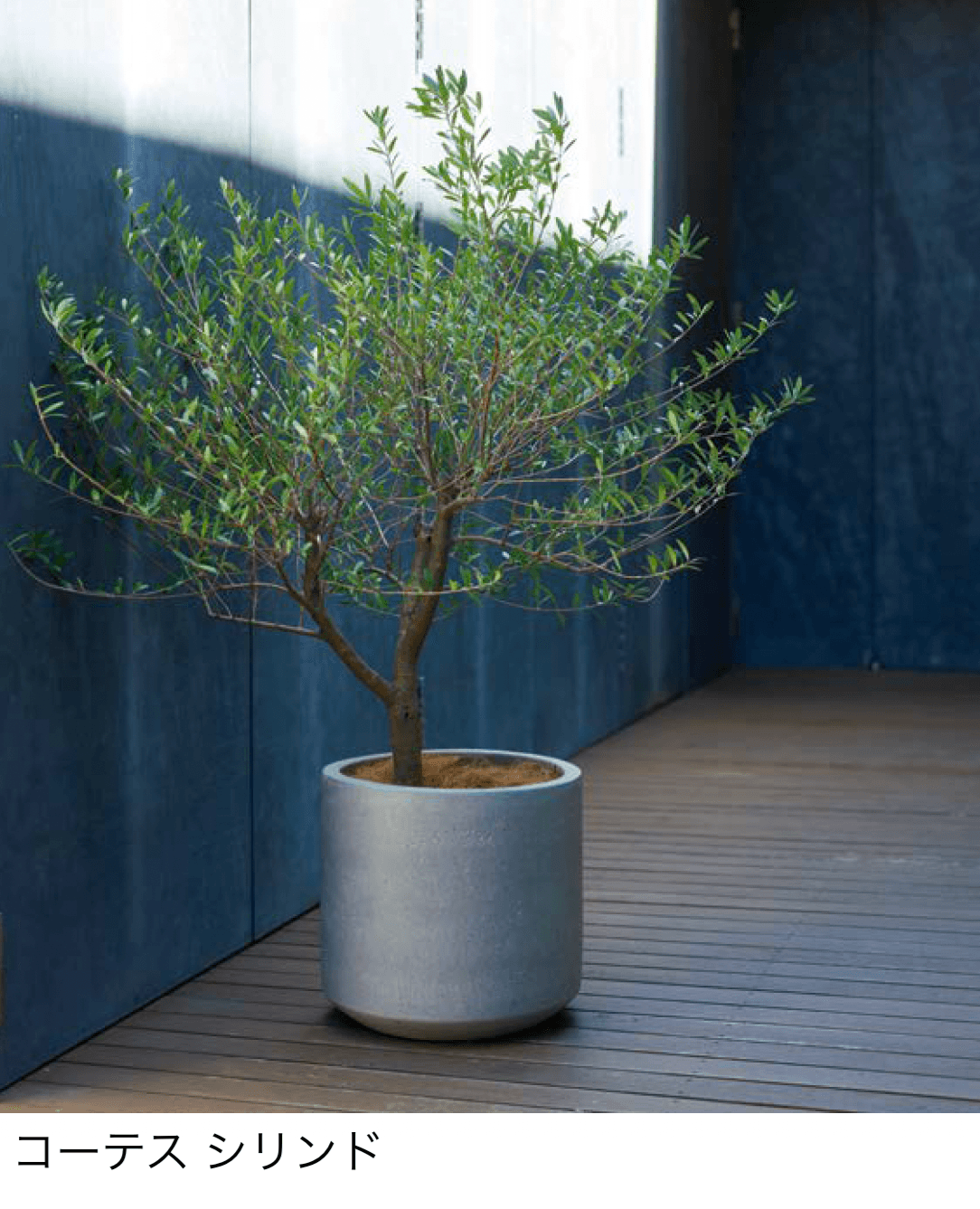 オンリーワンクラブの「コーテス」のサブ画像1