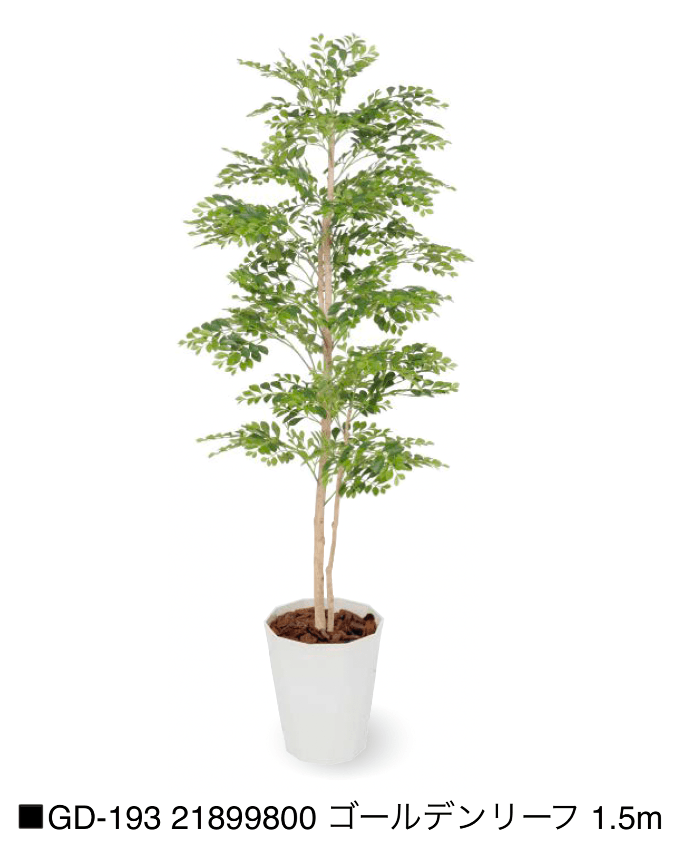 タカショーの「観葉植物【2025年版】」のサブ画像31