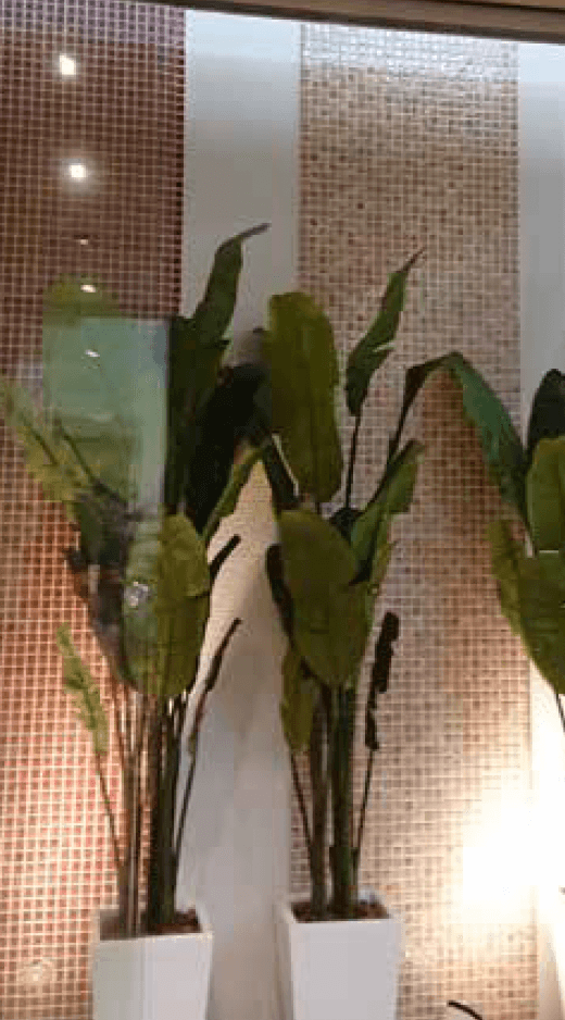 ゆとりの「スージー【2023年版】」のサブ画像1