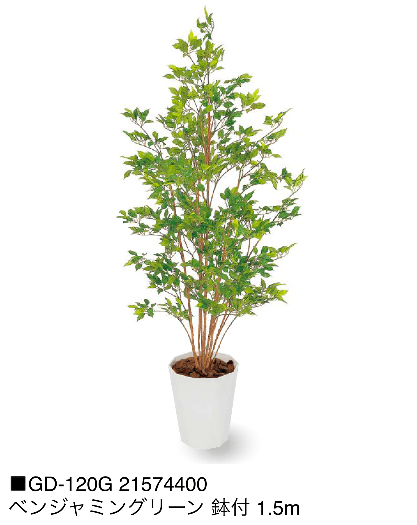 タカショーの「観葉植物【2025年版】」のサブ画像29